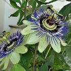 Passionsblumen (Passiflora)