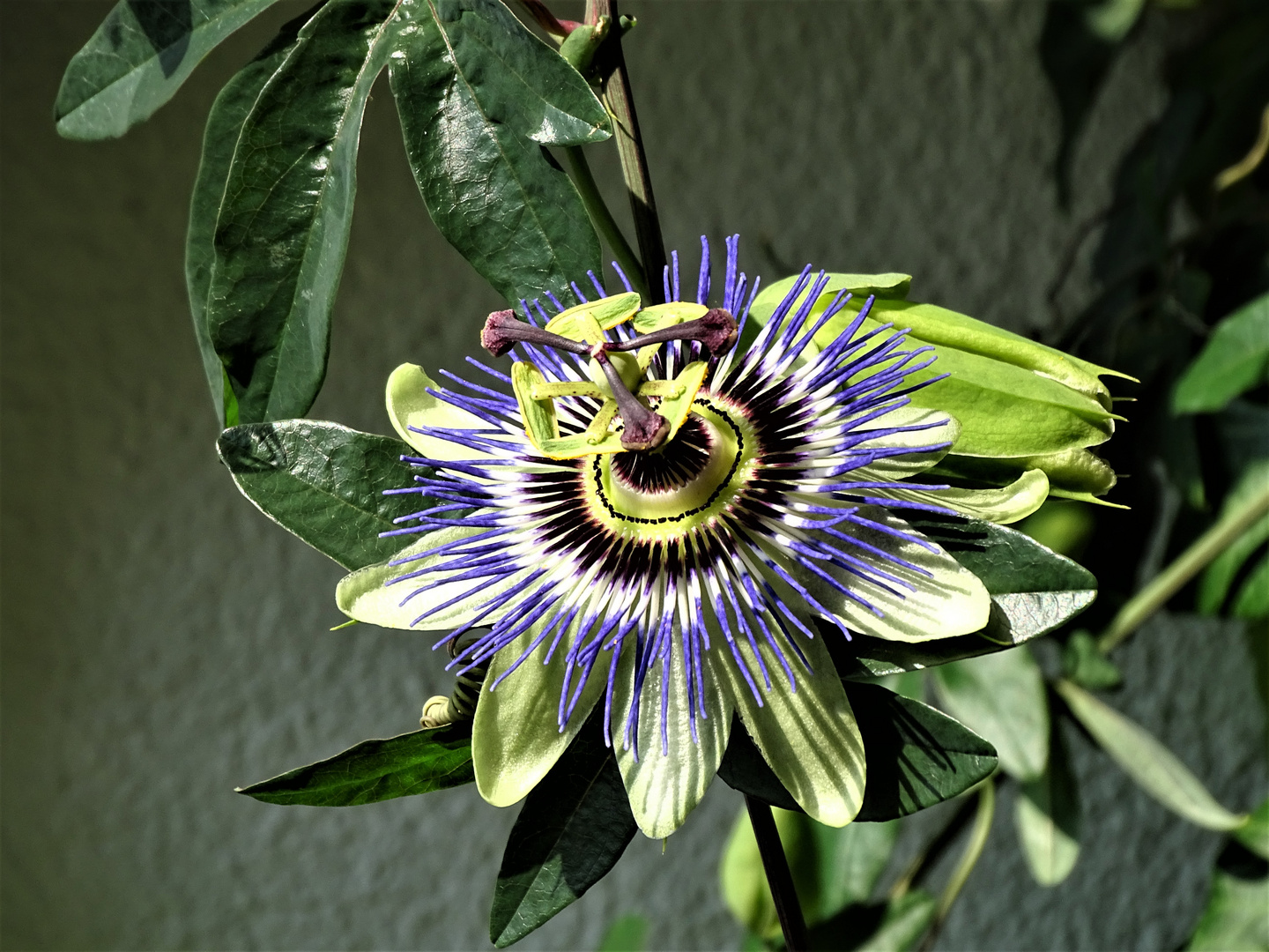 Passionsblumen ( Passiflora )