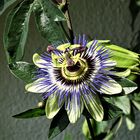 Passionsblumen ( Passiflora )