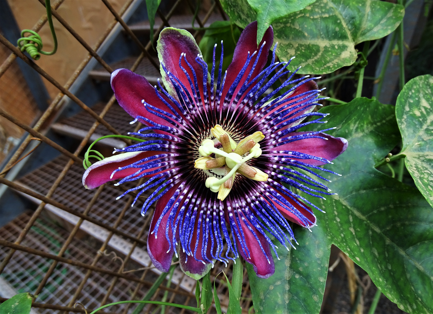Passionsblumen (Passiflora) Foto & Bild | natur, blumen, pflanzen ...