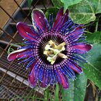 Passionsblumen (Passiflora)