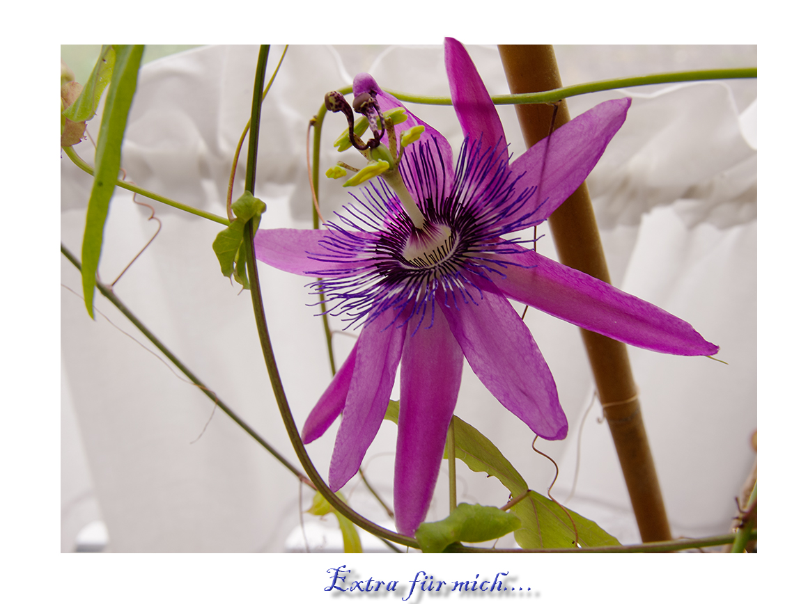 Passionsblumenblüte