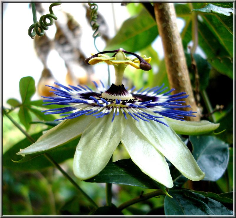 Passionsblumenblüte