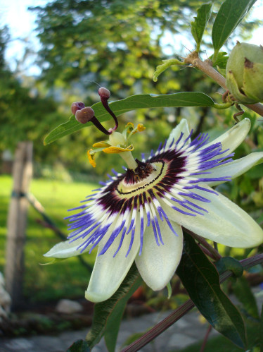 Passionsblumenblüte