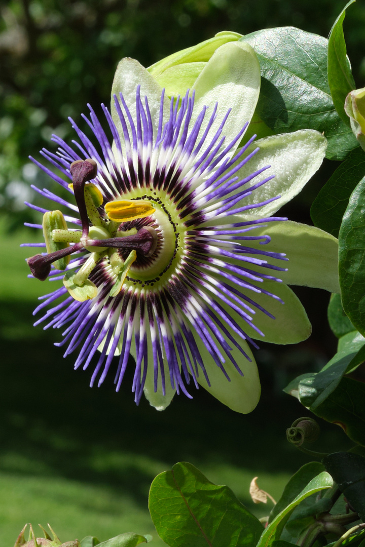 Passionsblumenblüte