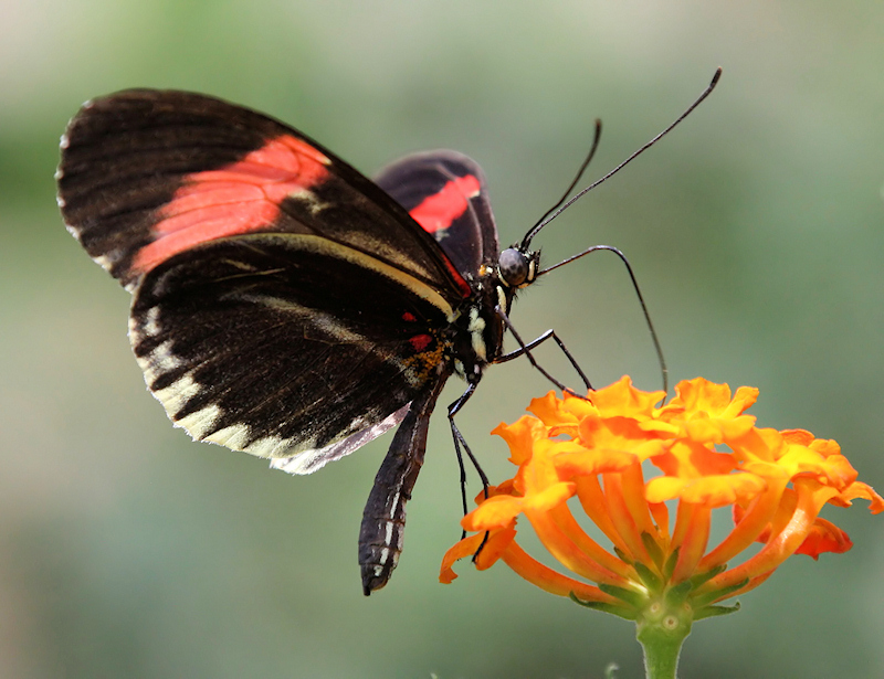 Passionsblumenfalter