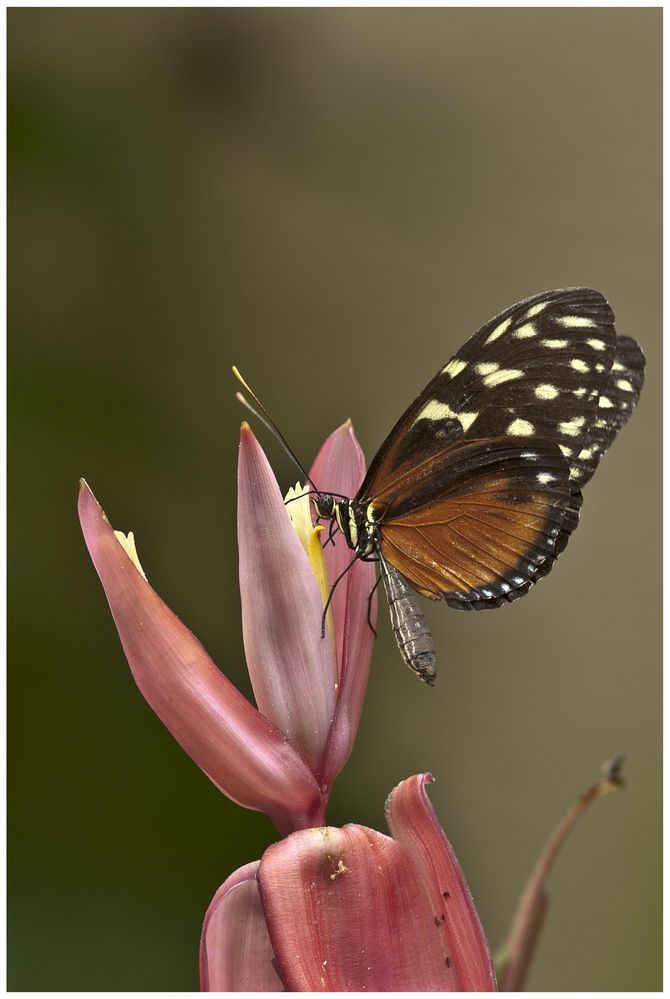 Passionsblumenfalter