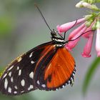 Passionsblumenfalter an einer Blüte