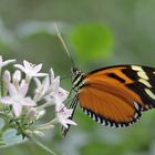 Passionsblumenfalter an weisser Blüte