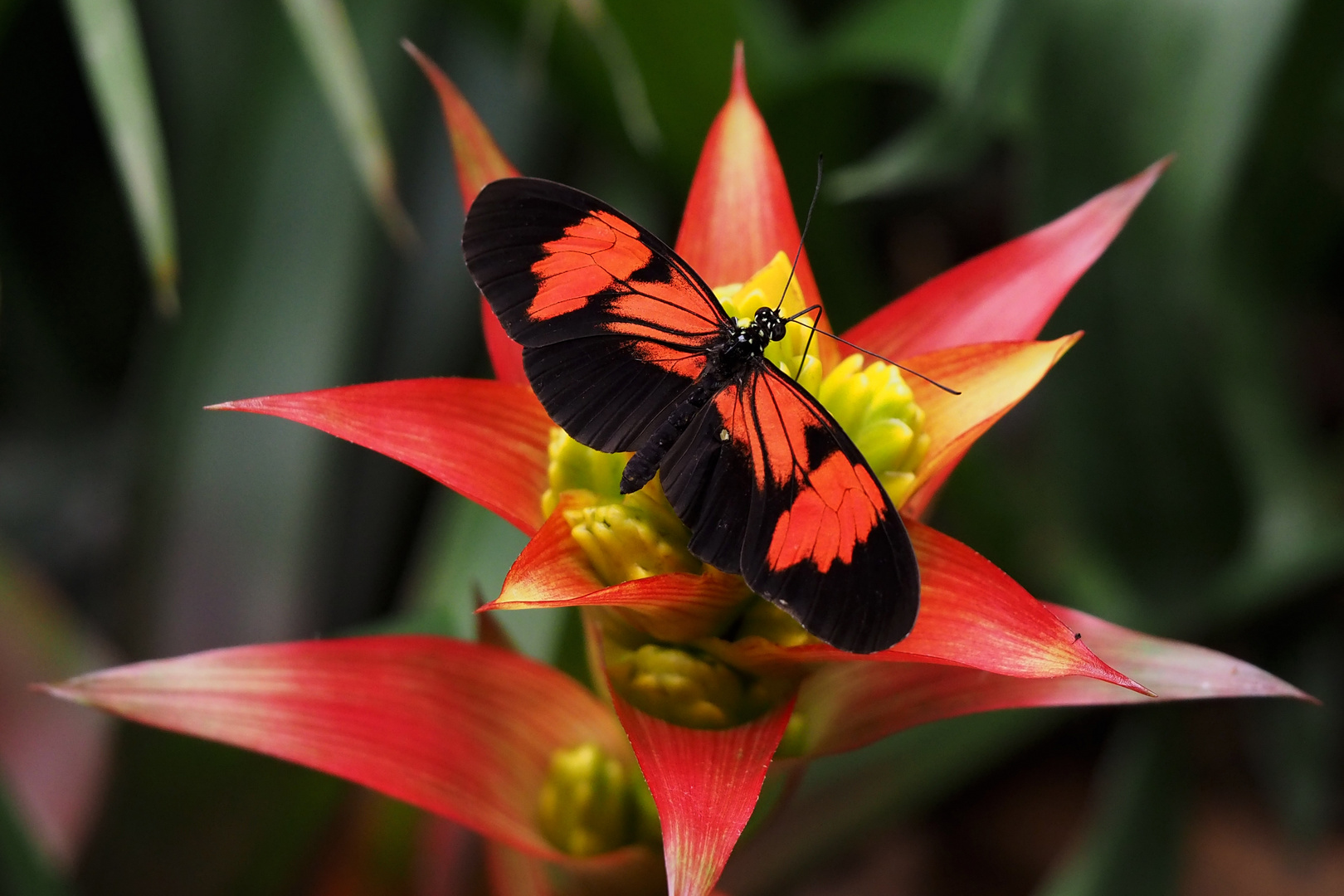 Passionsblumenfalter auf Guzmanie