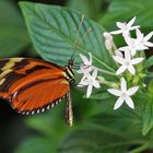 Passionsblumenfalter bei der Nahrungsaufnahme