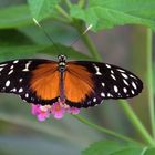 Passionsblumenfalter (Heliconius erato)