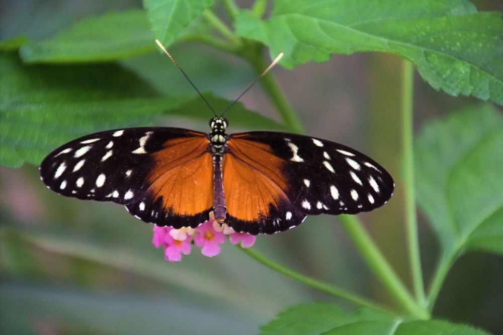 Passionsblumenfalter (Heliconius erato)