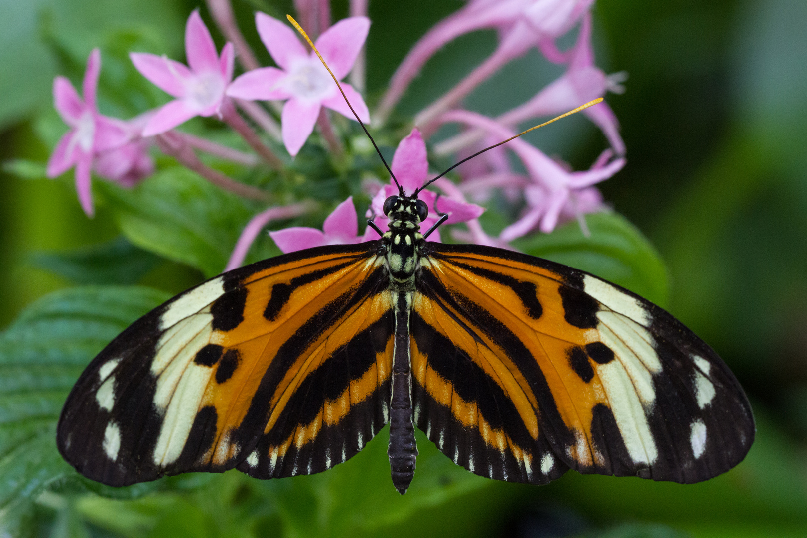 Passionsblumenfalter (Heliconius hecale)