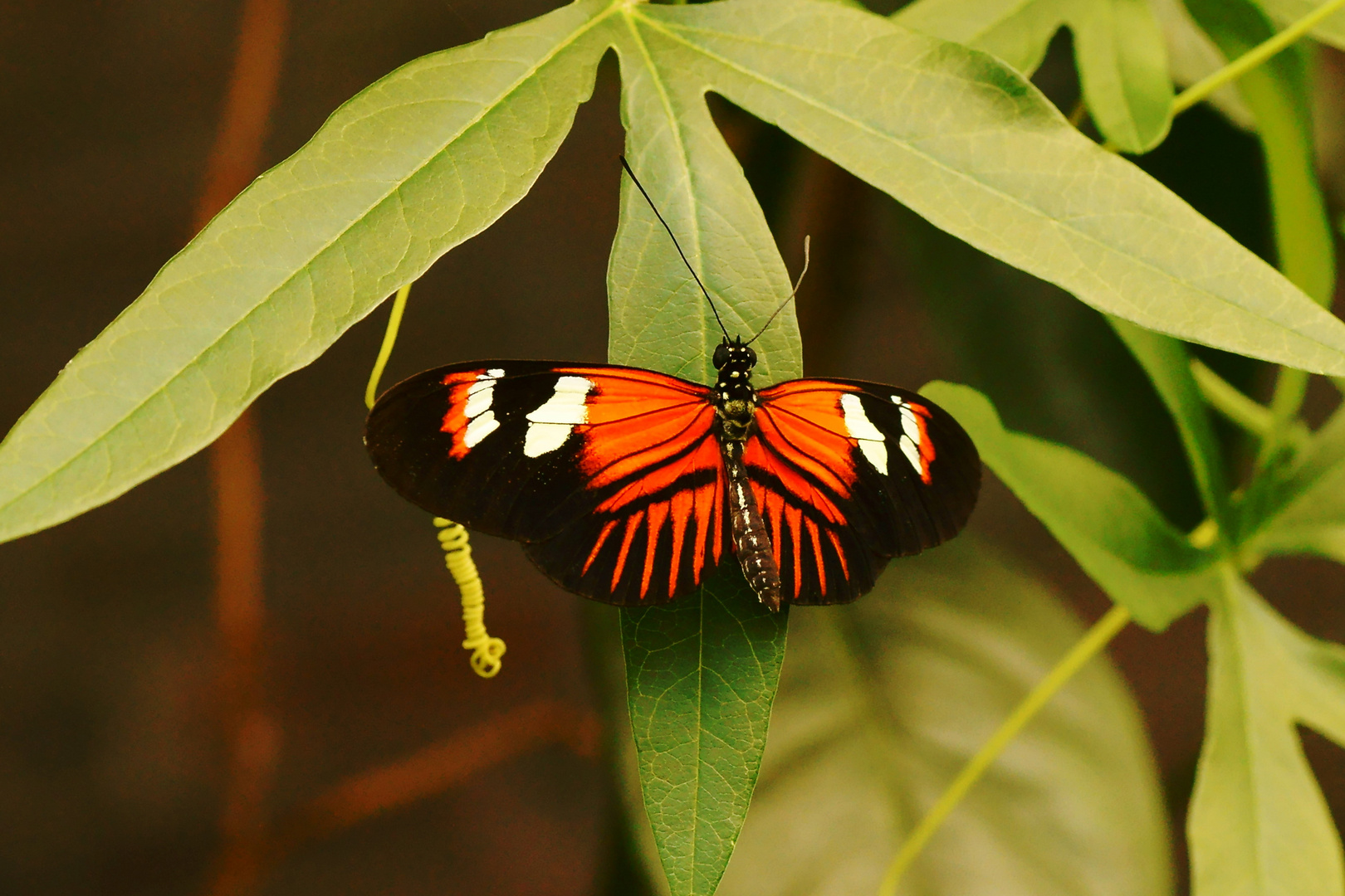 Passionsblumenfalter (heliconius melpomene)