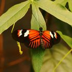 Passionsblumenfalter (heliconius melpomene)