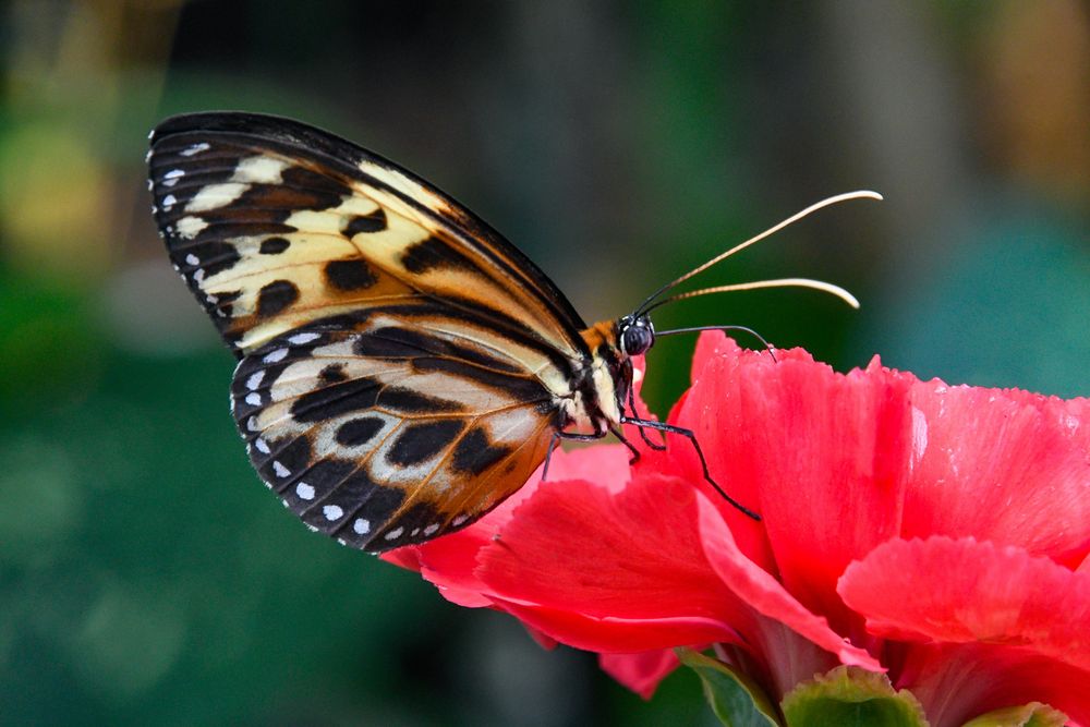 Passionsblumenfalter (Heliconius numata silvana)