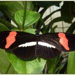 Passionsblumenfalter oder auch Kleiner Kurier (Heliconius erato)