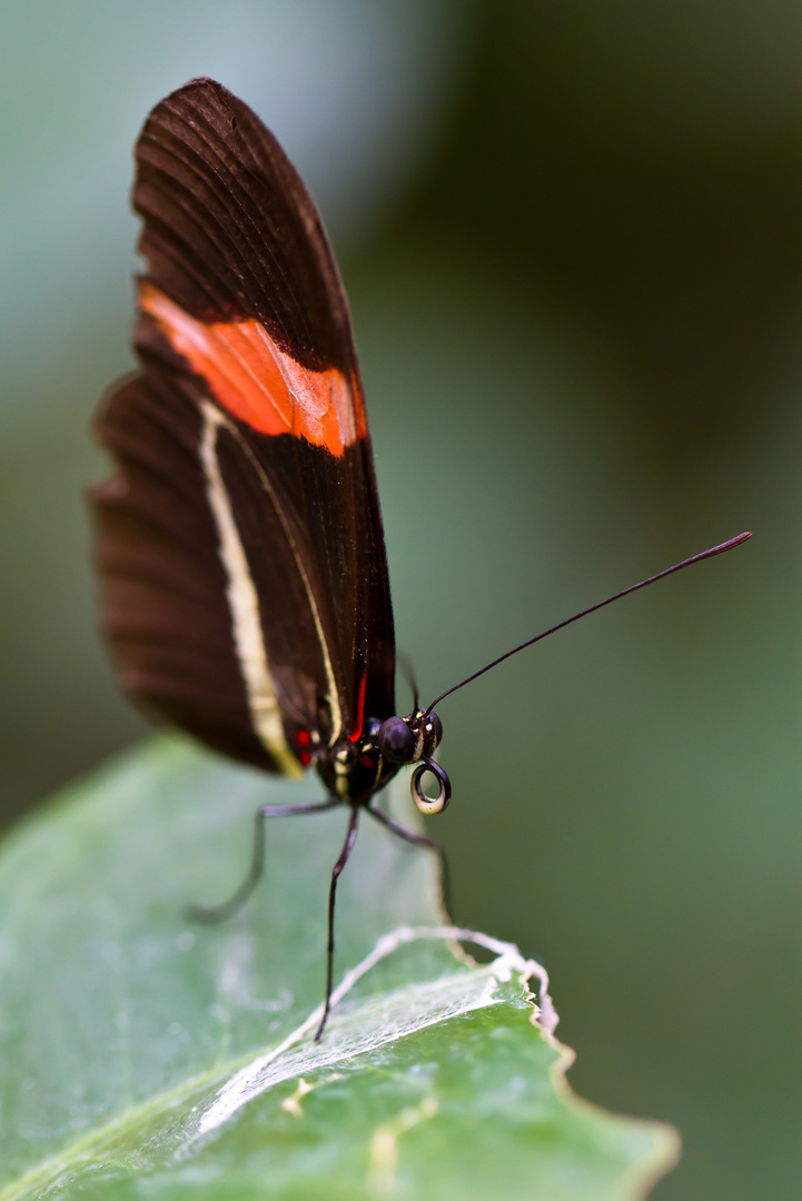 Passionsfalter (Heliconius melpomene)