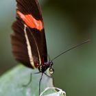 Passionsfalter (Heliconius melpomene)