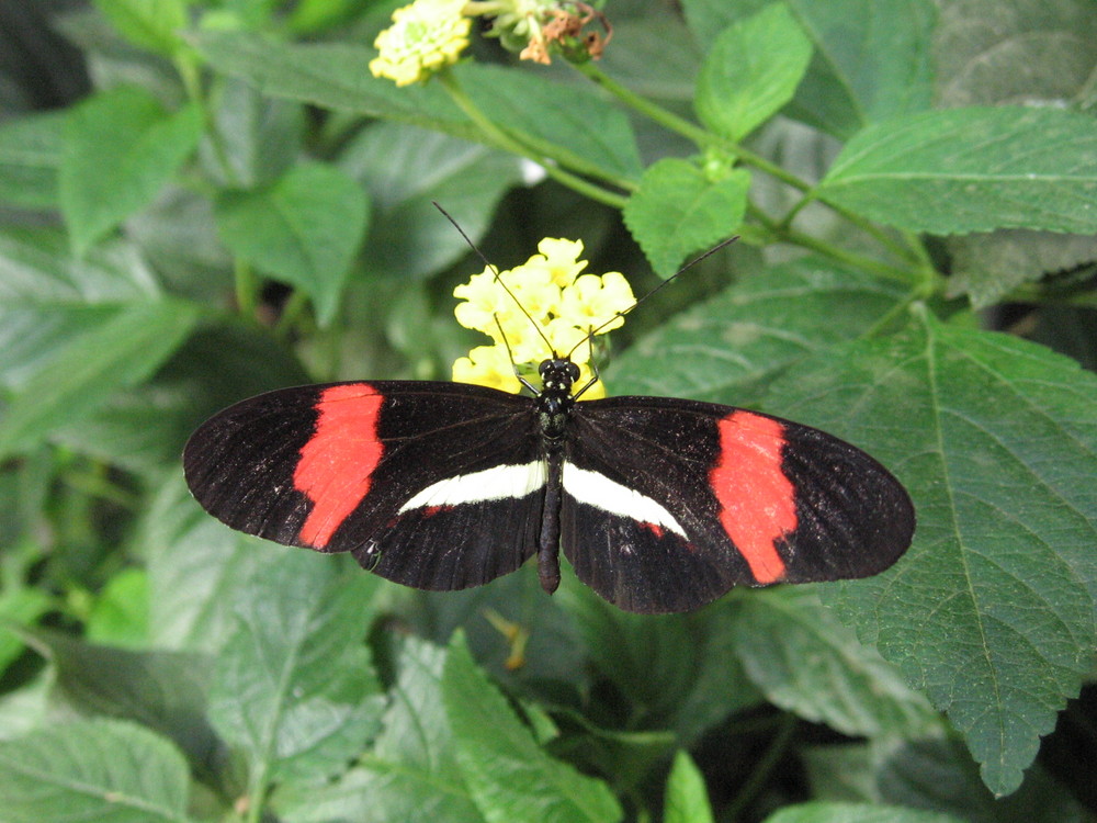 Passionsfalter (Heliconius melpomene)