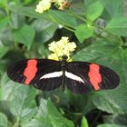 Passionsfalter (Heliconius melpomene)