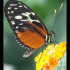 Passionsfalter (Heliconius melpomene)