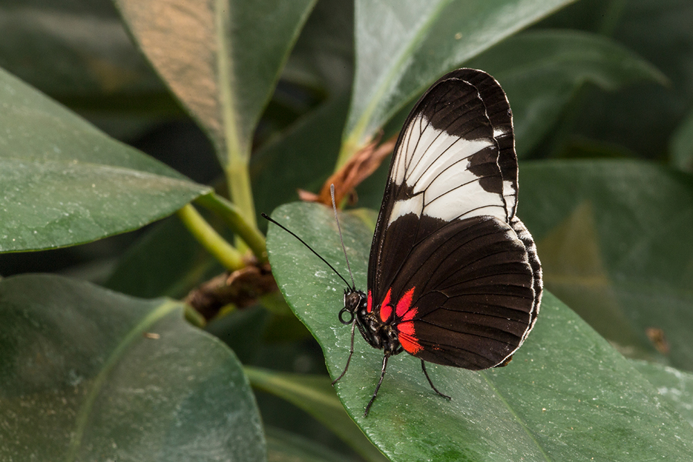 Passionsfalter (Heliconius Sappho)