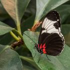 Passionsfalter (Heliconius Sappho)