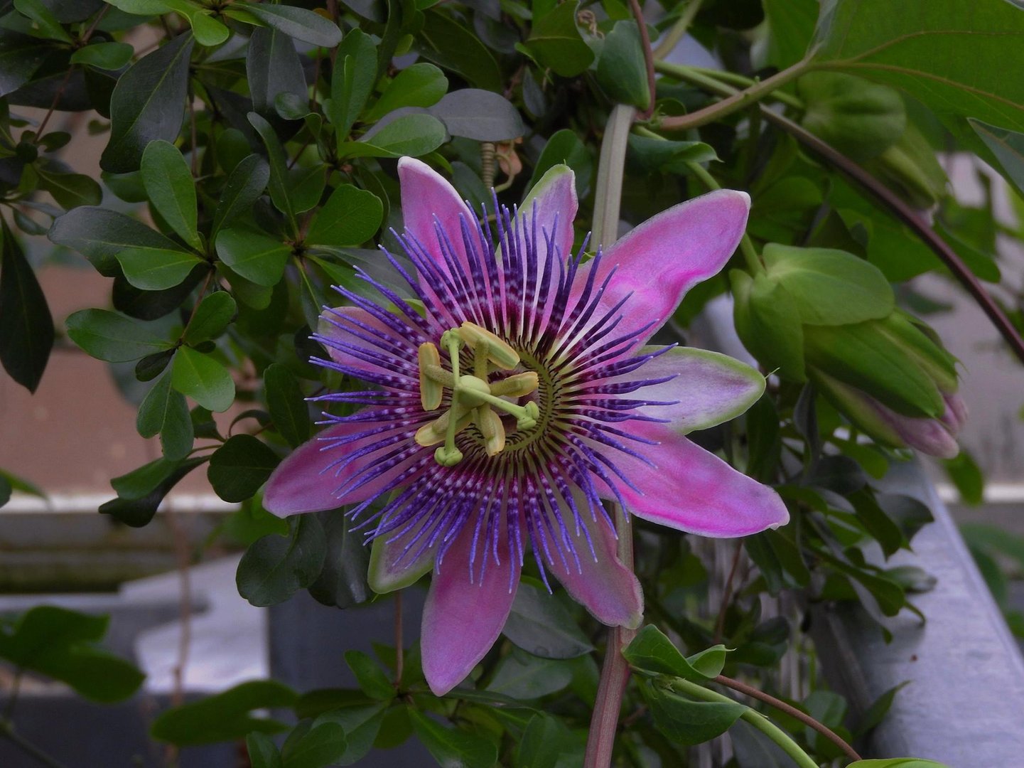 Passionsfrucht Blüte