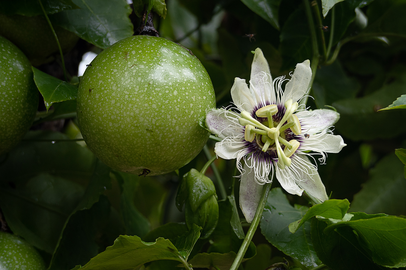 Passionsfrucht und Blüte,