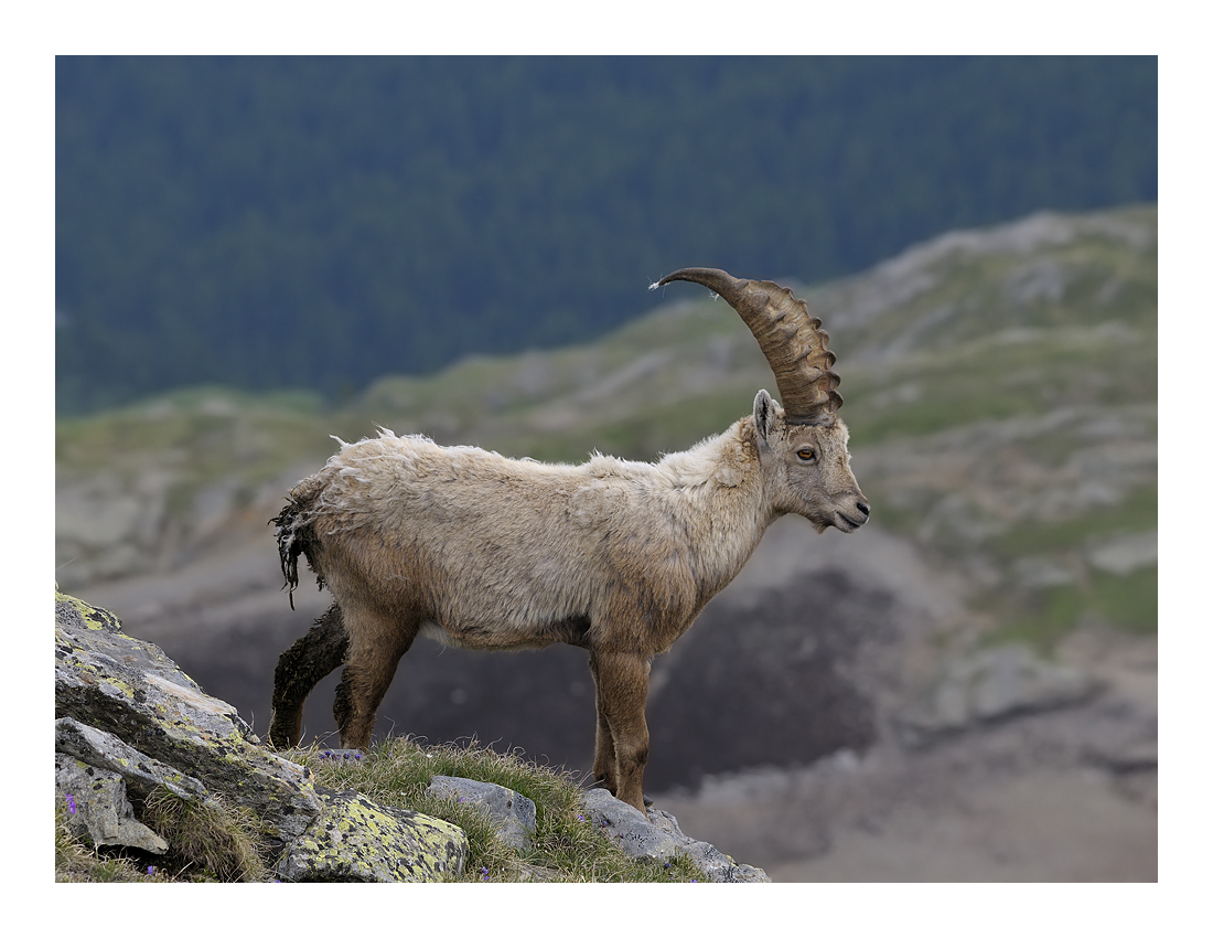 Passo Gavia