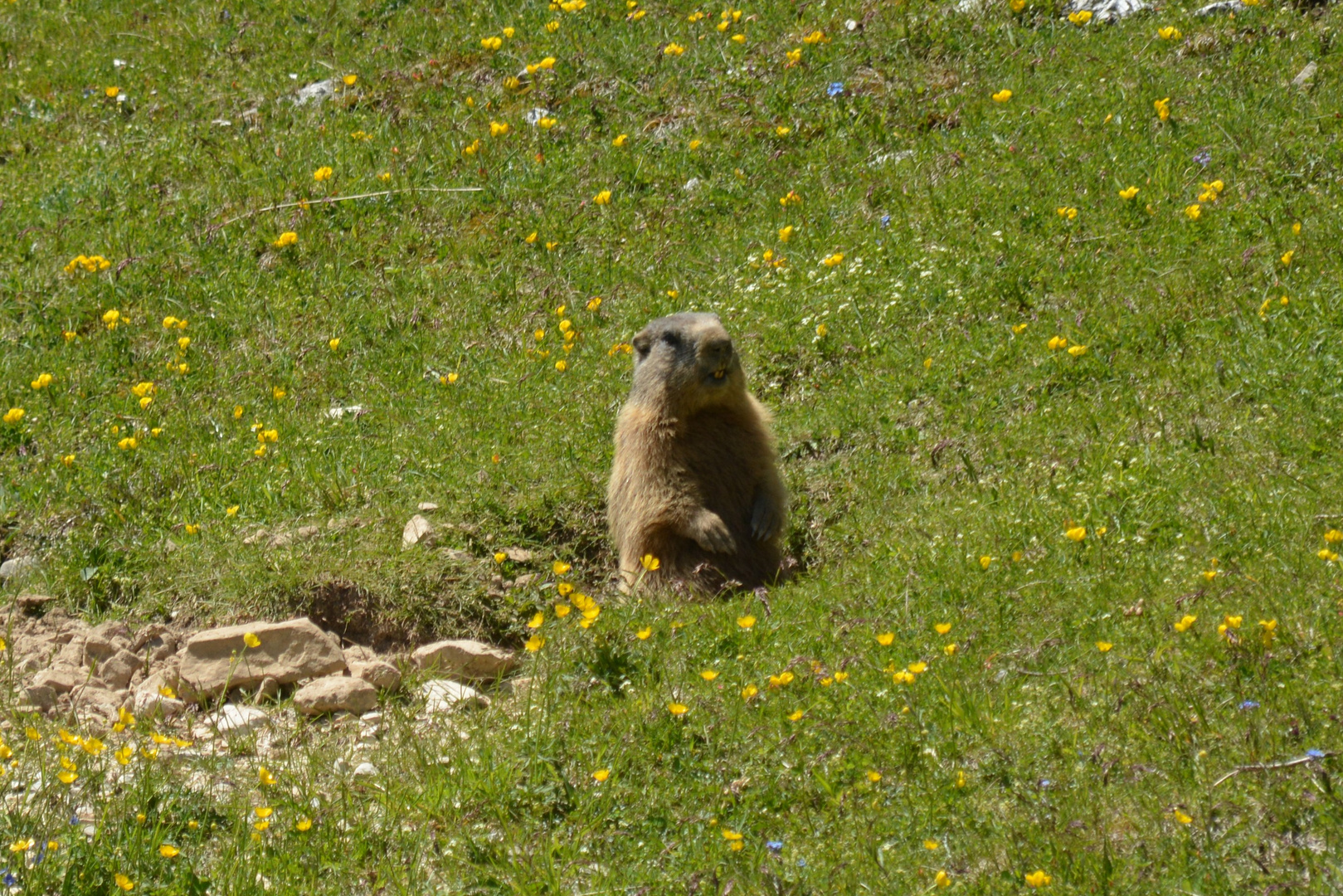 Passo GIAU