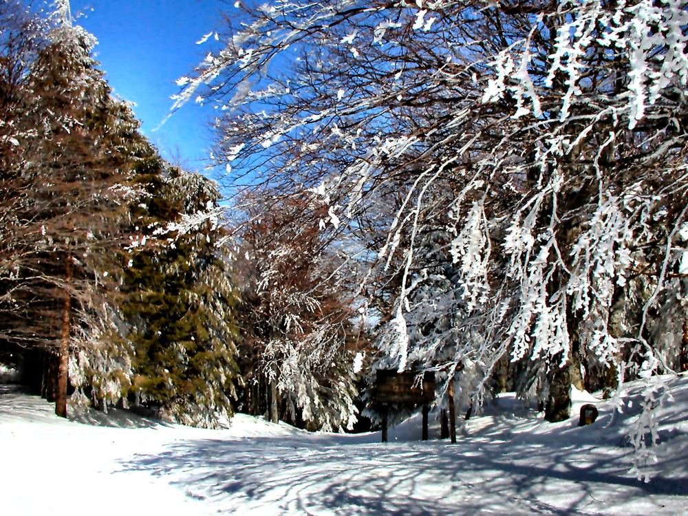 Passo Lencisa (S S D'Aveto)