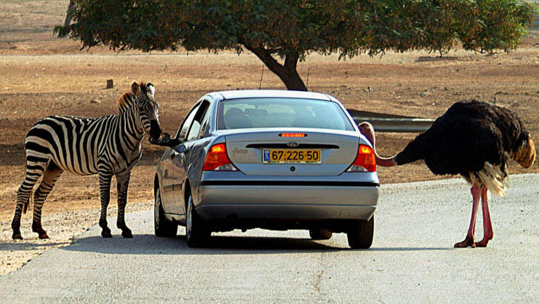 Passport control