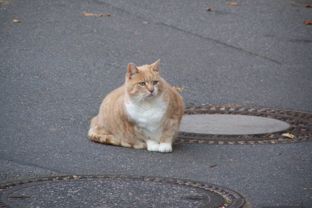 Passt auf Dich auf kleine Mietzekatze!