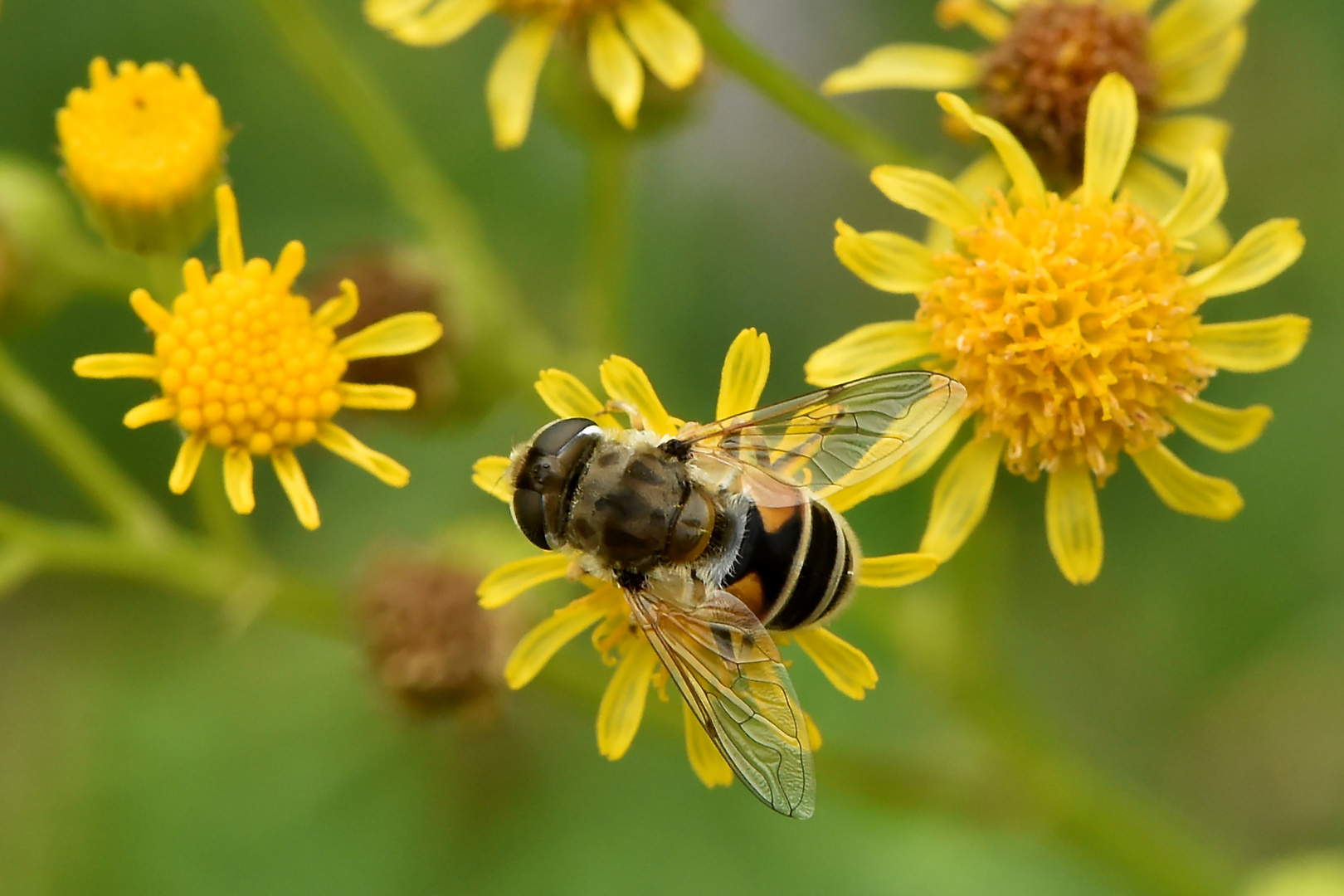 Passt auf die kleinste Blüte