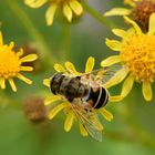 Passt auf die kleinste Blüte