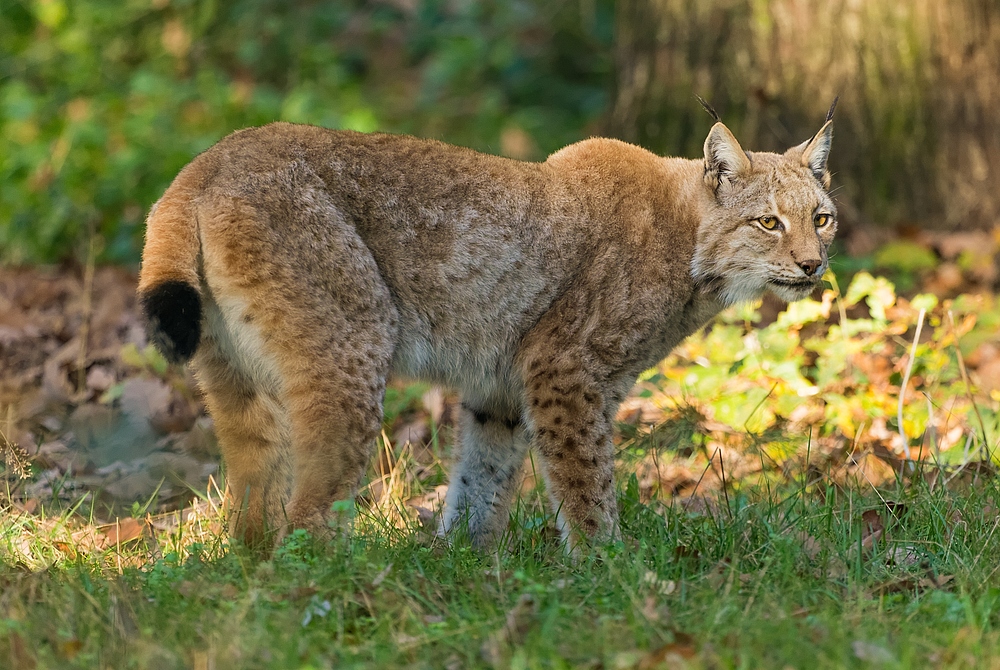 Passt auf wie ein Luchs ....