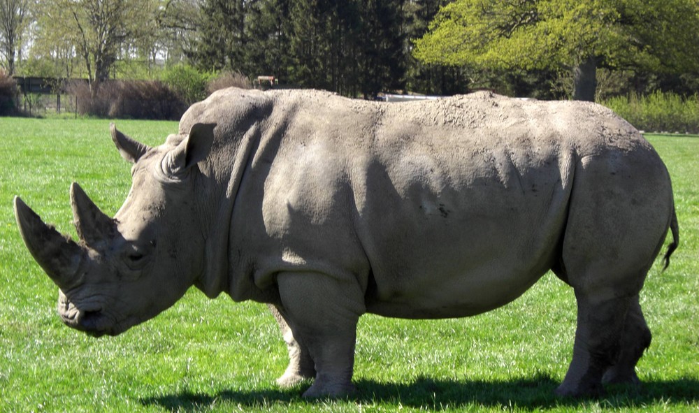 passt doch - Nilpferd??? ne Nashorn