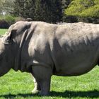 passt doch - Nilpferd??? ne Nashorn