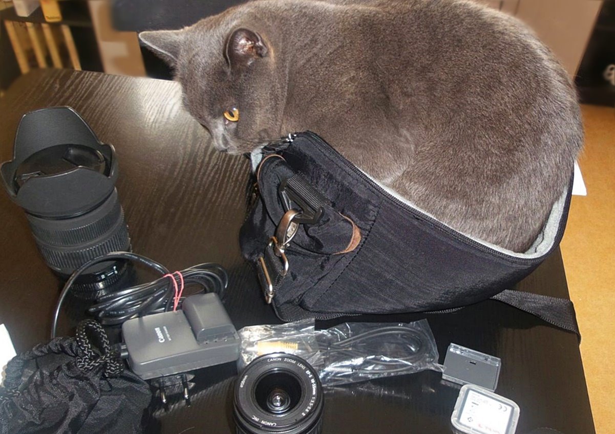 Passt, Tasche ist gepackt ) Foto & Bild natur, katzen, tiere Bilder