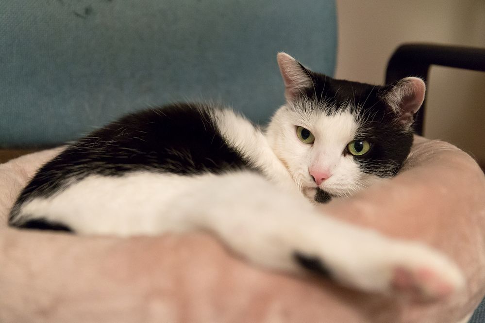 Passt, wackelt und hat Luft Foto & Bild tiere, haustiere, katzen Bilder auf