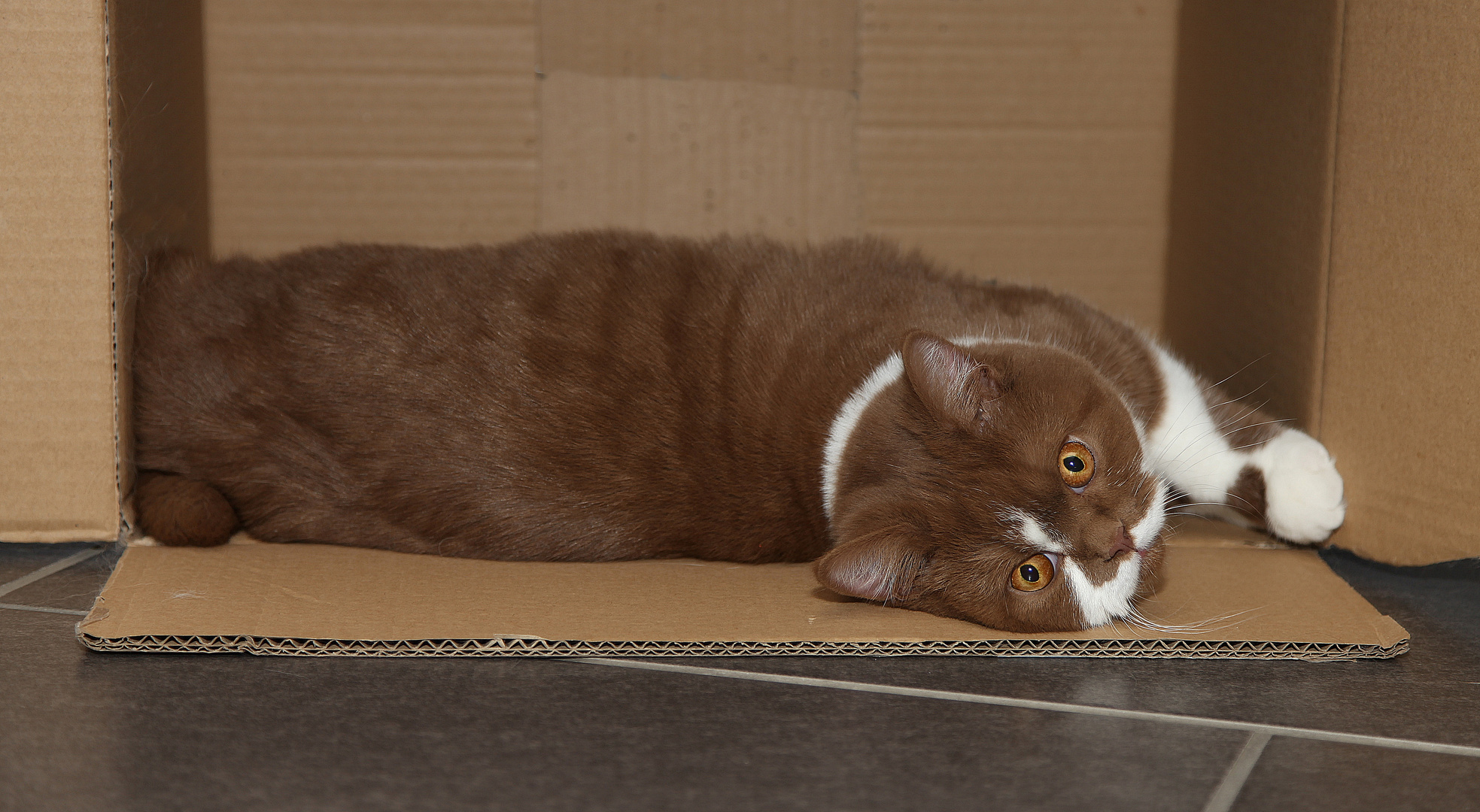 Passt, wackelt und hat Luft ))) Foto & Bild tiere, haustiere, katzen Bilder auf