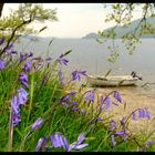 Past the Bluebells