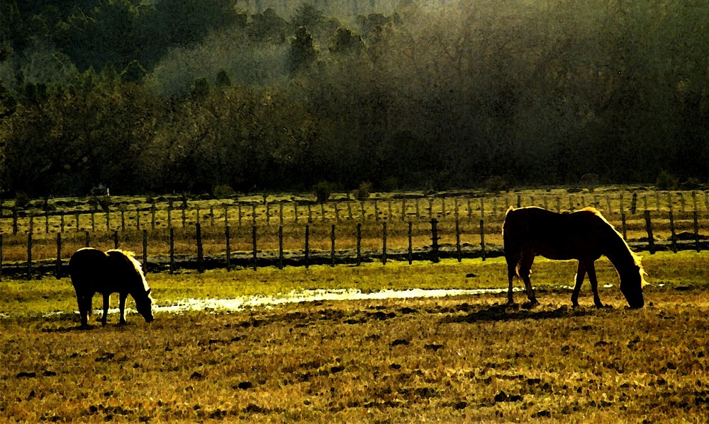 Pastando al atardecer (dedicada a Adriana Lissandrini)