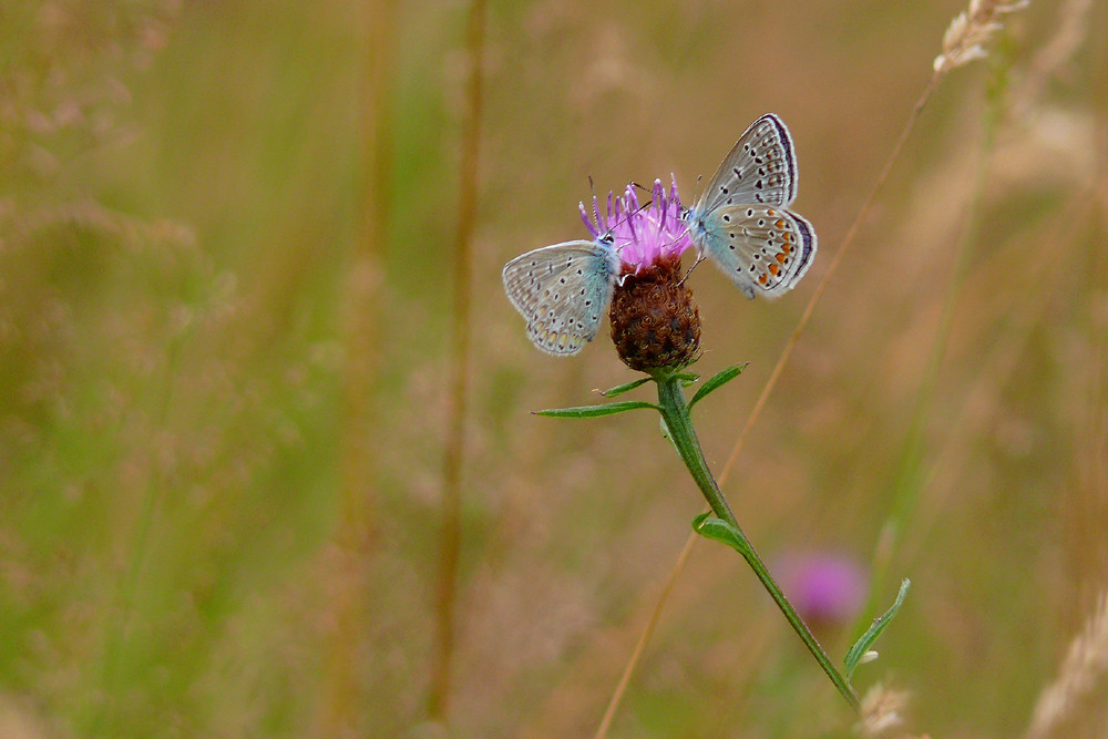 Pastel (deux Lycènes bleus)