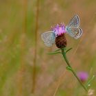 Pastel (deux Lycènes bleus)