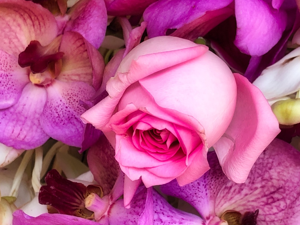 Pastel Pink Rose Arrangement 