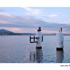 Pastelfarben über den Zürichsee